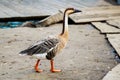Wild goose close-up Royalty Free Stock Photo
