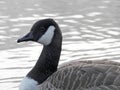Wild goose floating on the lake surface Royalty Free Stock Photo