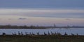 Wild goose in flood meadow, Lithuania Royalty Free Stock Photo