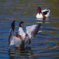 Wild goose flying (tadorna tadorna) Royalty Free Stock Photo