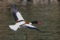 Wild goose flying (tadorna tadorna) Royalty Free Stock Photo