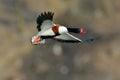 Wild goose flying (tadorna tadorna) Royalty Free Stock Photo