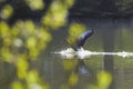 Wild goose landing on a lake Royalty Free Stock Photo