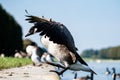 wild goose landing near to other birds Royalty Free Stock Photo