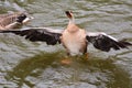 Wild goose Royalty Free Stock Photo