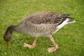 Wild goose in the park on the grass