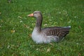 Wild goose sitting on bright green grass.