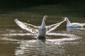 Wild goose splashing in the lake on a warm autumn day