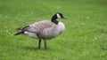 Wild goose standing on grass Royalty Free Stock Photo