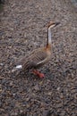 Wild goose standing on the ground Royalty Free Stock Photo