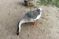 Wild goose standing in a mix Royalty Free Stock Photo