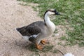 Wild goose standing in a mix Royalty Free Stock Photo