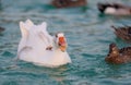 A wild goose swims on the lake, people feed it with bread