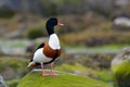 Wild goose (tadorna tadorna) Royalty Free Stock Photo