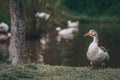 Wild goose and tree trunk on the shore of a lake