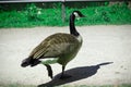 Wild goose walking