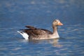 wild goose water bird European lakes and rivers Royalty Free Stock Photo