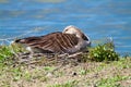 wild goose water bird European lakes and rivers Royalty Free Stock Photo