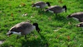 ild gooses walking on green meadow in park