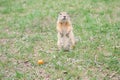 Wild gopher near the burrow