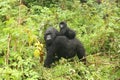 Wild Gorilla animal Rwanda Africa tropical Forest