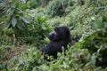 Wild Gorilla animal Rwanda Africa tropical Forest