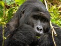 Wild gorilla in Bwindi, Uganda