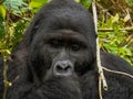 Wild gorilla in Bwindi, Uganda