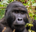 Wild gorilla in Bwindi, Uganda