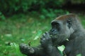 Wild Gorilla Eating Green Leaves