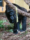 Wild gorilla eating on a nature reserve