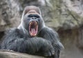 Wild gorilla leader yawns irritably, showing dangerous fangs and teeth
