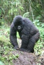 Wild Gorilla Rwanda Africa tropical Forest