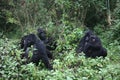 Wild Gorilla Rwanda Africa tropical Forest