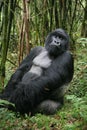 Wild Gorilla Rwanda Africa tropical Forest