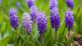 Wild grape hyacinths bloom in amazing springtime nature background Royalty Free Stock Photo