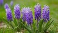 Wild grape hyacinths bloom in amazing springtime nature background Royalty Free Stock Photo
