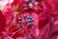 Wild grape berries and leaves in natural magenta shades, fall season Royalty Free Stock Photo