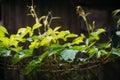 Wild grape leaves on the fence