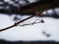 Wild grape vine spiraled and curled on dry branch in winter Royalty Free Stock Photo