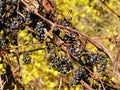 Wild grapevine with purple grapes ready to harvest Royalty Free Stock Photo