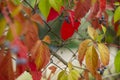 WILD grapes IN AUTUMN PILTAINED FENCE. Autumn natural texture