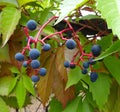 Wild grapes berrieson the fence Royalty Free Stock Photo