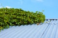 Wild grapes are crawling on the roof against the blue sky