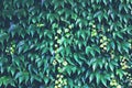 wild grapes. Green leaves of ivy on a wall closeup. Royalty Free Stock Photo