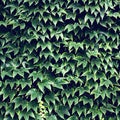 wild grapes. Green leaves of ivy on a wall closeup. Royalty Free Stock Photo