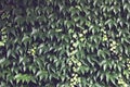 wild grapes. Green leaves of ivy on a wall closeup. Royalty Free Stock Photo