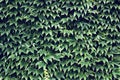 wild grapes. Green leaves of ivy on a wall closeup Royalty Free Stock Photo