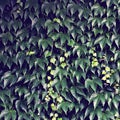 wild grapes. Green leaves of ivy on a wall closeup Royalty Free Stock Photo