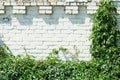 Wild grapes on a white brick wall Royalty Free Stock Photo